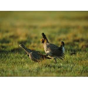  Male Attwater Prairie Chicken Chases a Female For Mating 