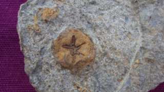 GENUINE ALL NATURAL UNIDENTIFIED STARFISH FOSSIL TRILOBITE.MOROCCO 