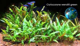 Aquatic Magic   Aquarium Plants, Moss, Pots, Aquarium Fish, Prawns and 
