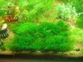 Flame Moss 8x8cm pad   Water Aquarium Plants fern java Anubias barteri 