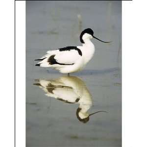  Pied AVOCET   resting in water at lake edge Photographic 