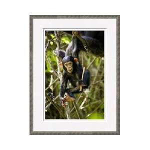  Baby Chimpanzee Hangs From Tree Tanzania Framed Giclee 