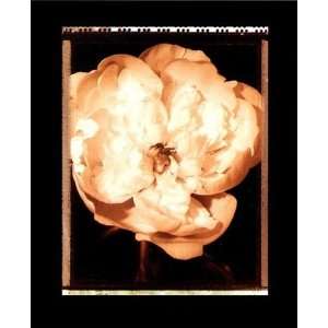 Beautiful Flower III Poster Print