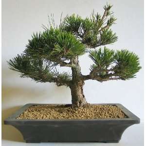    Japanese Black Pine Bonsai Tree 1 3/4 Trun: Patio, Lawn & Garden