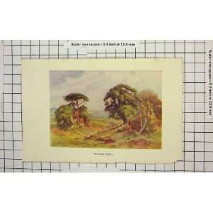  Colour Print View Balcombe Forest Trees England: Home 