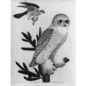  Snow Owl,Male Sparrow Hawk,Alexander Wilson,Birds