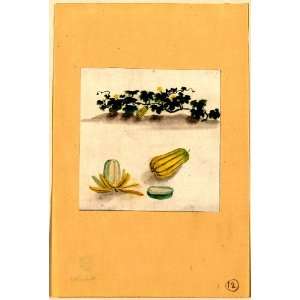  1800 Japanese Print . Delicata squash with plant vines 