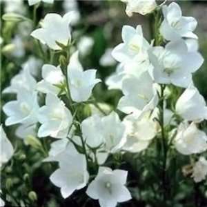  Bellflower  White Peach leafed  50 seeds: Patio, Lawn 