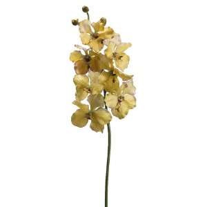  31 Vanda Orchid Spray Yellow Beauty (Pack of 6): Home 