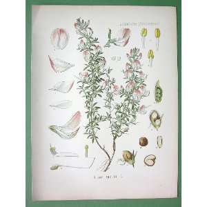  SPINY RESTHARROW Medicinal Plant Ononis Spinosa   SUPERB 