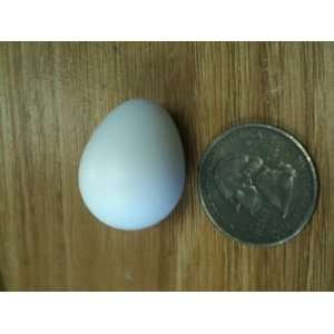 Dozen Blown White Bobwhite Quail Egg Shells: Arts, Crafts 