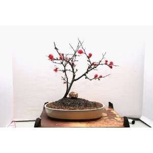 LOUS BONSAI NURSERY RED FLOWERING QUINCE BONSAI TREE