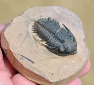 Fossil Trilobite, Metacanthina, from Morocco  