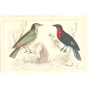  H/C Birds 1852 Summer Bird & Red Breast Crow: Home 