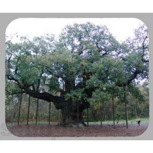 Major Oak in Sherwood Forest Mouse Pad