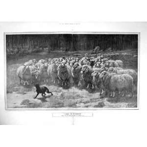  1906 UNION STRENGTH BRITON RIVIERE FLOCK SHEEP DOG: Home 