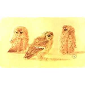  Keith Brockie   Tawny Owl Chick Studies: Home & Kitchen