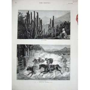  1880 Chilian Rodeo Cacti Branding Cattle Horse Fine Art 