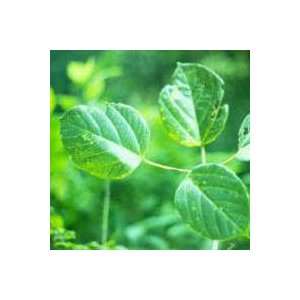  Iporuru Leaf Powder 1 lb.: Health & Personal Care