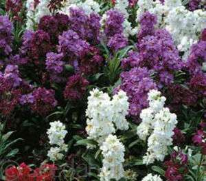 Matthiola incana Lady Mix Brompton Stocks 100 seeds  