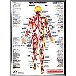  Major Posterior Muscles Chart: Sports & Outdoors