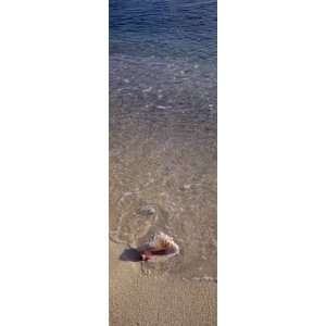 Conch Shell on the Beach, Caribbean Sea, Grand Cayman, Cayman Islands 