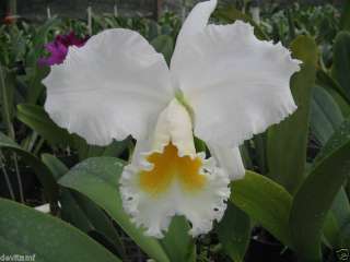 SINGLE BUD WHITE CATTLEYA ORCHID PLANT   DVORC  
