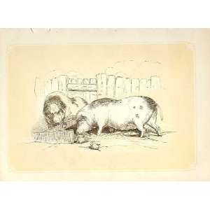  Boar & Sow Pigs 1860 Coloured Engraving Sepia Style: Home 