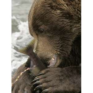 Close up of an Alaskan Brown Bear Eating a Salmon in a 