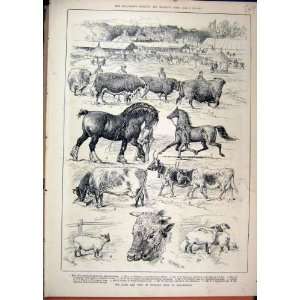 1887 Bath England Show Dorchester Cow Horse Sheep