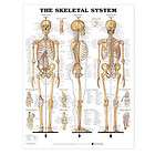   Poster   26 x 20 Anatomical Chart items in Hobo Hobby 