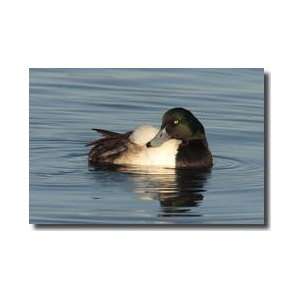 Greater Scaup Duck Choptank River Cambridge Maryland Giclee Print 