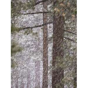  Snow Veils Conifer Trees Near Spooner Lake National 