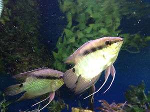 Large Festivum Cichlids 5 (LIVE TROPICAL FISH)  