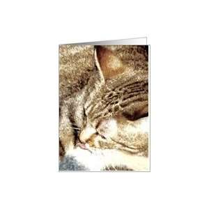  Sketched Brown Tiger Kitty    Blank Note Card Card Health 