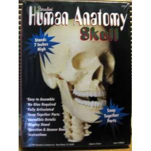  Paradise Human Anatomy Skull Toys & Games