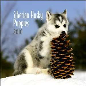  Siberian Husky Puppies 2010 Small Wall Calendar: Office 