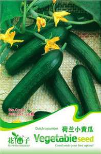 Bag 20 seed Netherlands small Cucumber green foodC020  