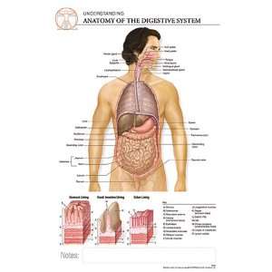  Post It Anatomy Digestive System Chart