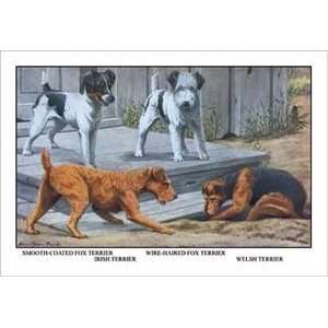  Fox Terrier   Paper Poster (18.75 x 28.5)