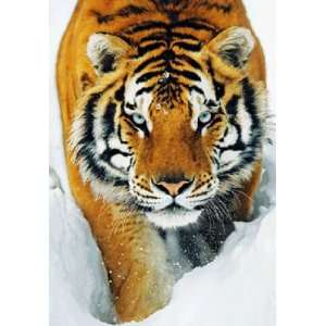   Tiger Prowl Snow 3D Poster Lenticular Wildlife 44019