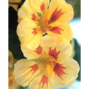   & Cream Nasturtium 30 Seeds   Annual Patio, Lawn & Garden