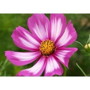   Candystripe Mexican Aster 300+ Seeds Patio, Lawn & Garden