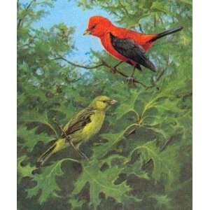 Owen Gromme   Scarlet Tanagers