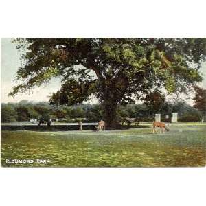  1910 Vintage Postcard Deers in Richmond Park   London 
