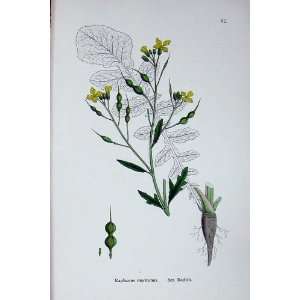  Botany Plants C1902 Sea Radish Raphanus Maritimus