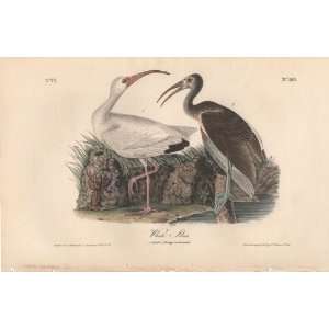  White Ibis   Original Audubon 1st Edition Octavo