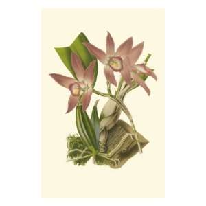  Blushing Orchids I Giclee Poster Print by Van Houtt 