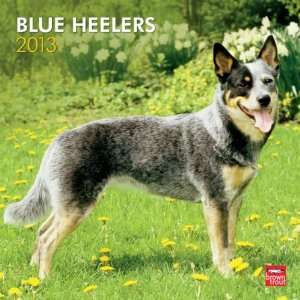  Blue Heelers 2013 Wall Calendar 12 X 12