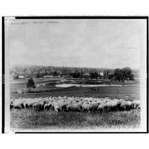   at sheep station; houses,woods in background,Australia